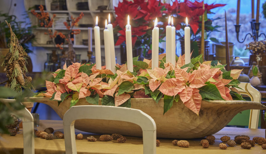 Dal Foliage alle Feste: idee DIY con le Stelle di Natale
