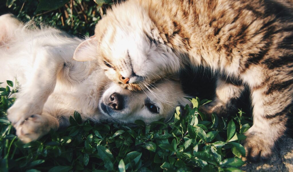 Come pulire casa dai peli di cane e gatto: guida completai cane