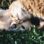 Come pulire casa dai peli di cane e gatto