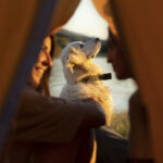 Sei mete estive perfette tra natura, comfort e ospitalità pet-friendly