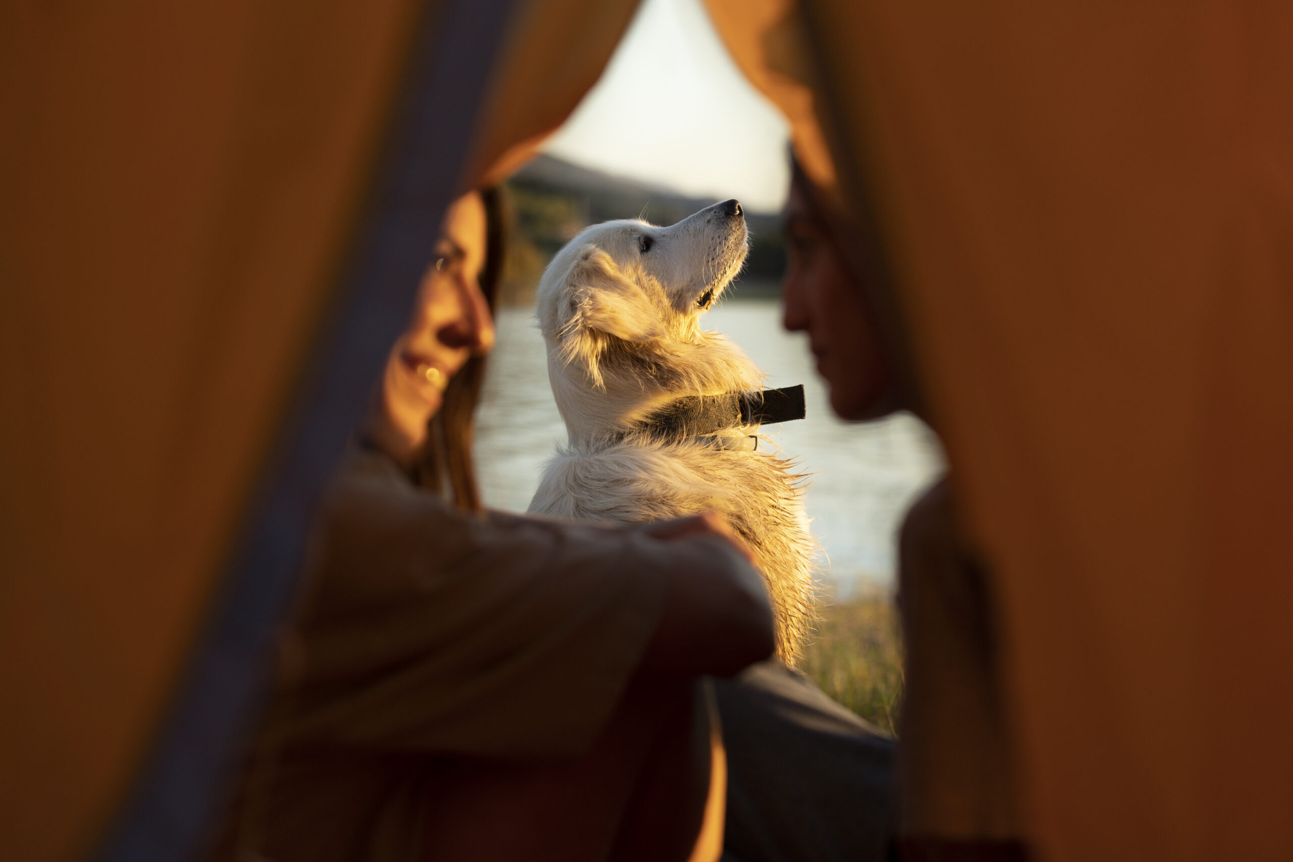 Sei mete estive perfette tra natura, comfort e ospitalità pet-friendly