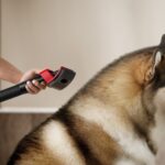 Dyson V16 Piston Animal: la soluzione di pulizia definitiva per chi ha animali domestici