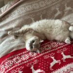 Black Friday 2025: per gli italiani i veri “affari” sono i piaceri semplici (prima dello shopping)