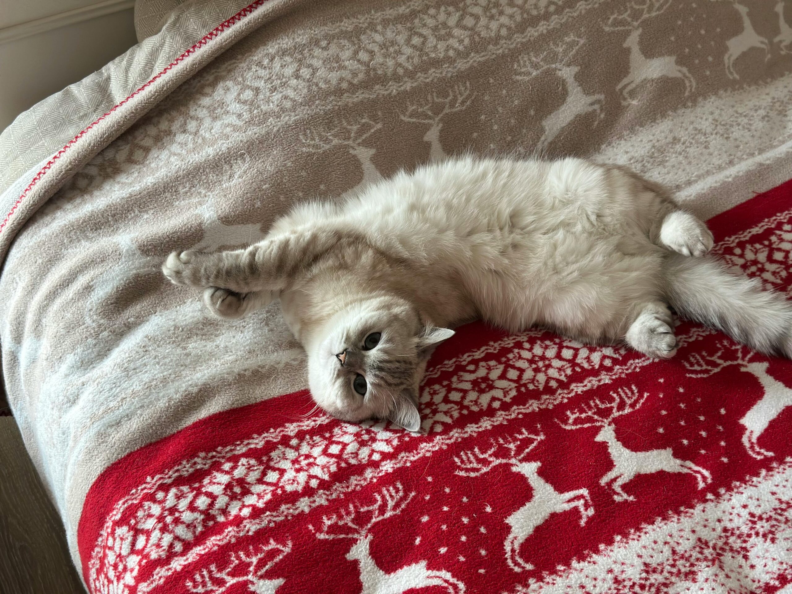 Black Friday 2025: per gli italiani i veri “affari” sono i piaceri semplici (prima dello shopping)