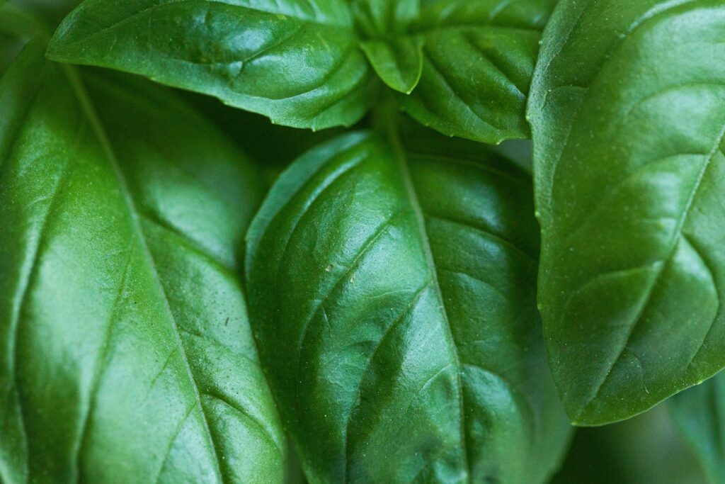 L'unica erba aromatica che non dovresti mai mettere in frigo