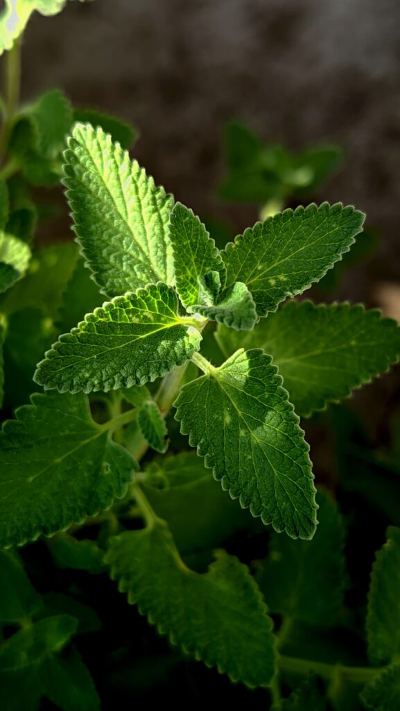 L'unica erba aromatica che non dovresti mai mettere in frigo