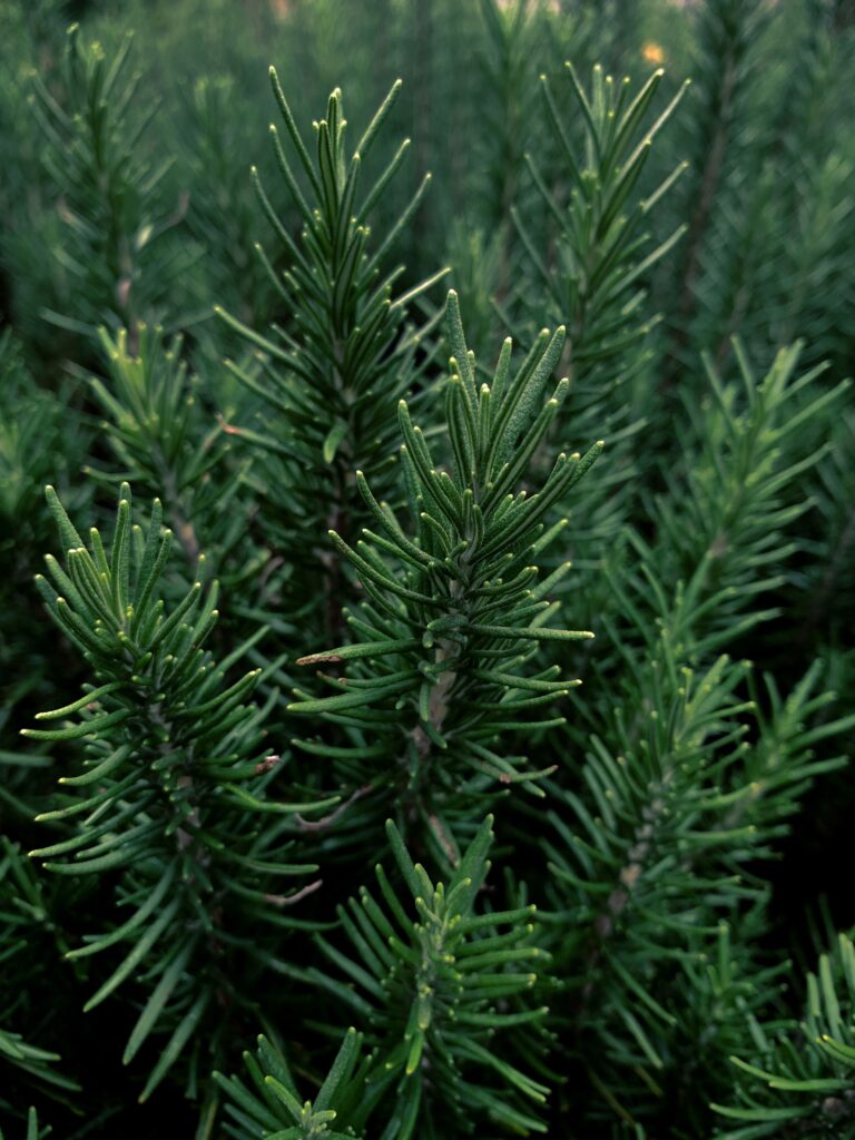 L'unica erba aromatica che non dovresti mai mettere in frigo