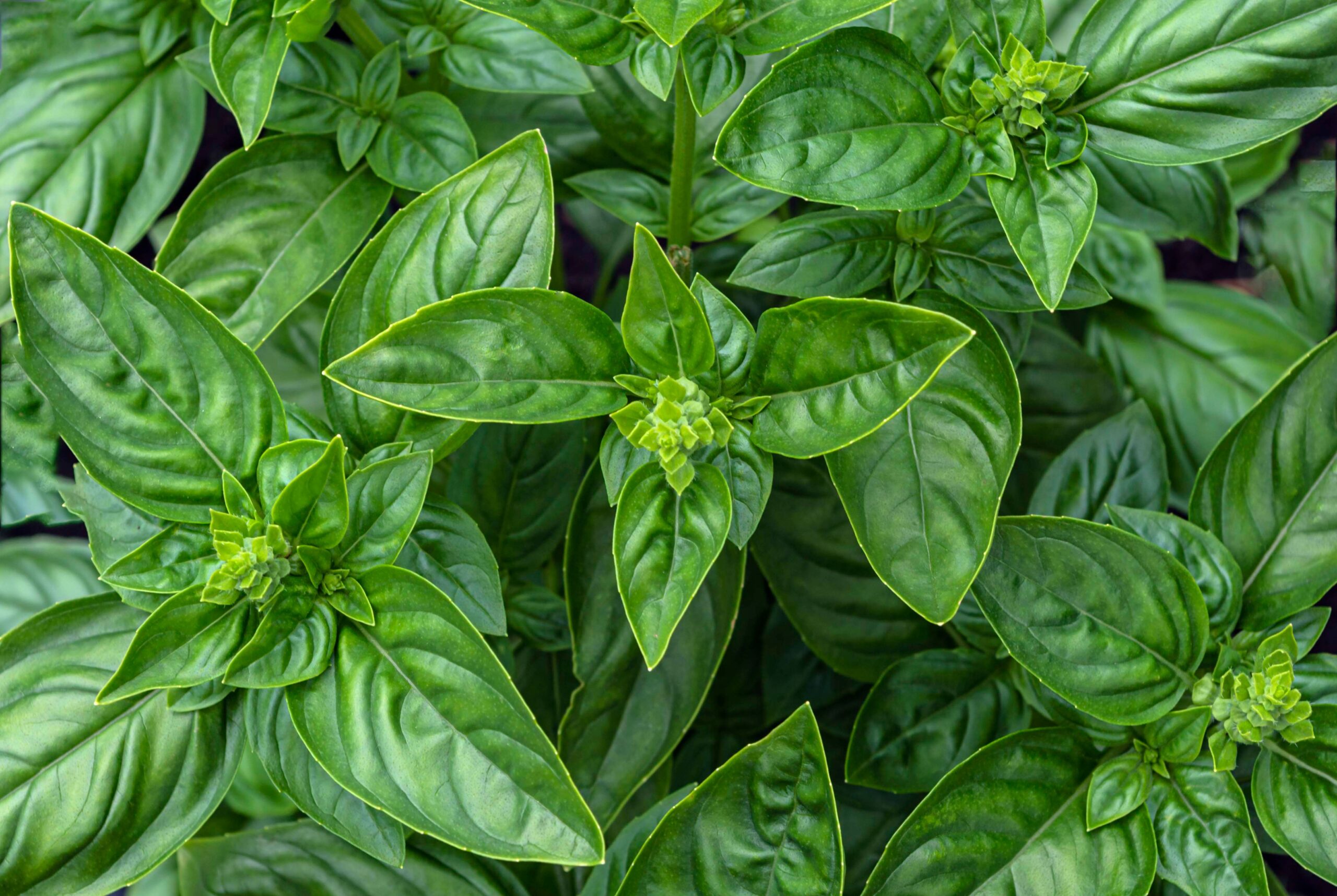 L'unica erba aromatica che non dovresti mai mettere in frigo