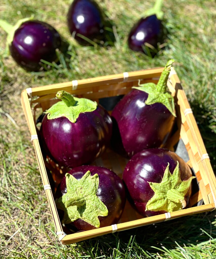 Conservare le melanzane fresche e senza macchie: la guida completa