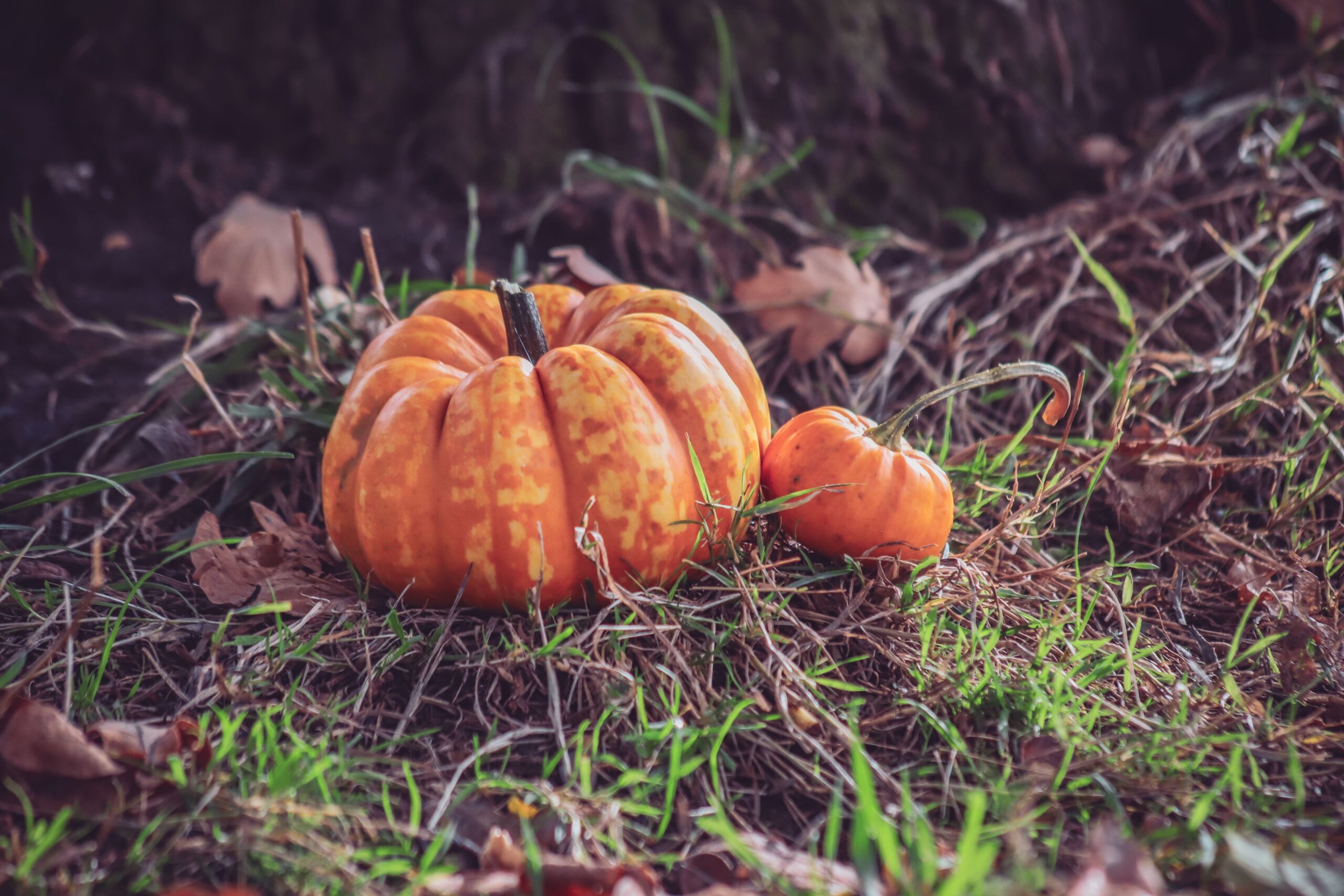 Frutta e verdura di ottobre: cosa comprare e portare in tavola